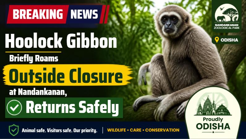 Hoolock Gibbon Briefly Roams Outside Enclosure at Nandankanan, Returns Safely